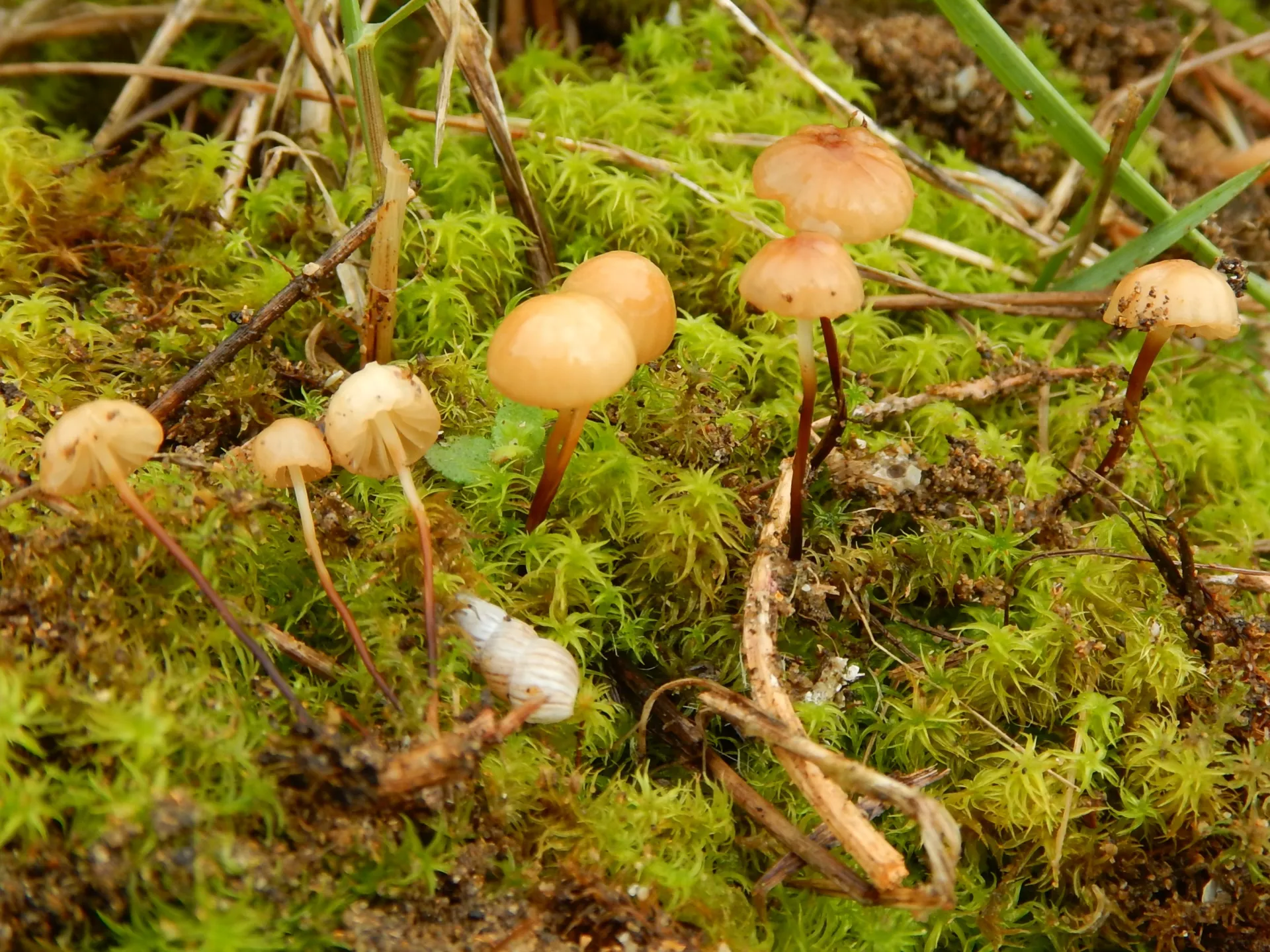 Marasmius epodius - Marasmius anomalus 2020-12-12 (1)
